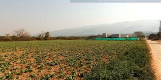 #INTALibros; Los productores hortícolas y sus estrategias al avance de la urbanización